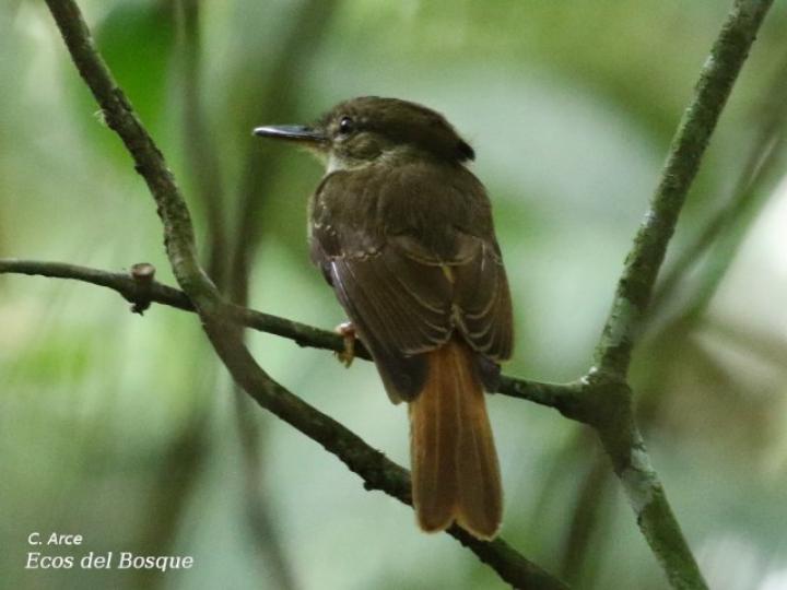 Onychorhynchus coronatus