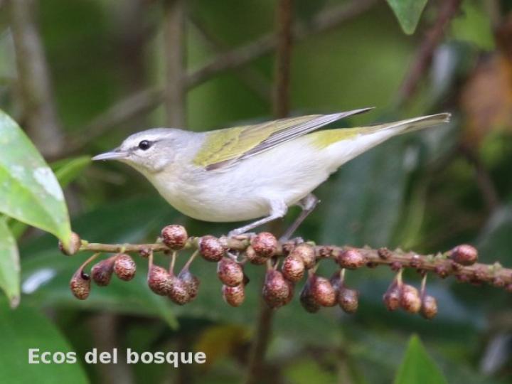 Oreothlypis peregrina