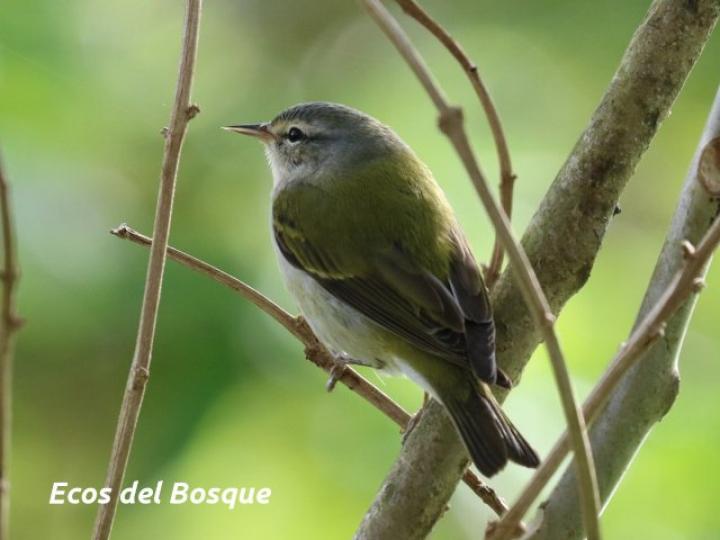 Oreothlypis peregrina