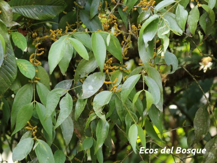 Oryctanthus callicarpus