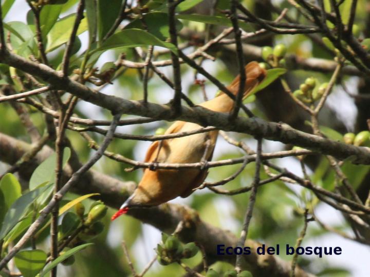 Pachyramphus cinnamomeus