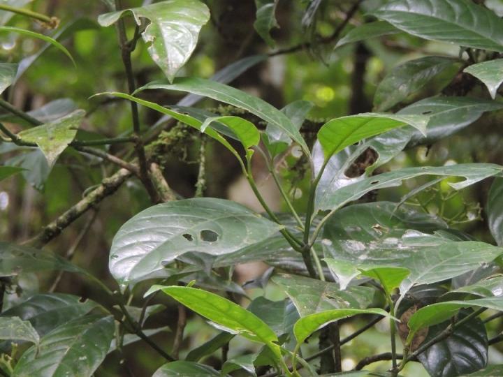 Palicourea psychotrioides