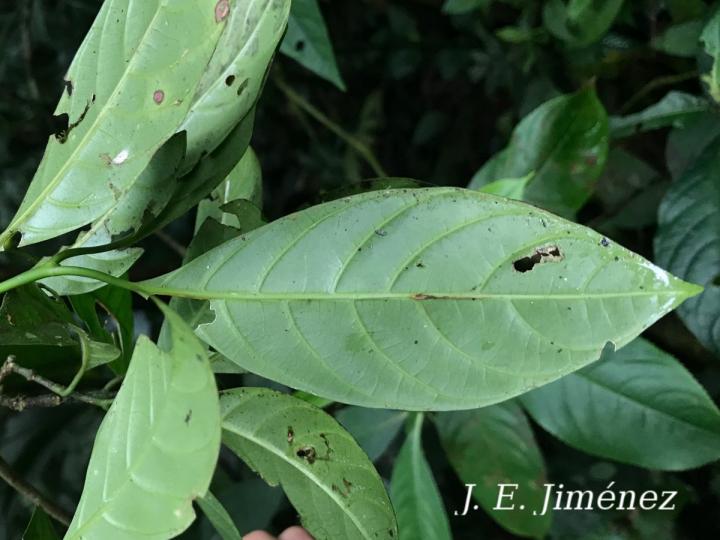 Palicourea psychotrioides