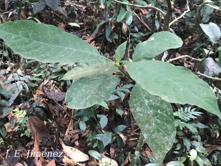 Palicourea sp_1S