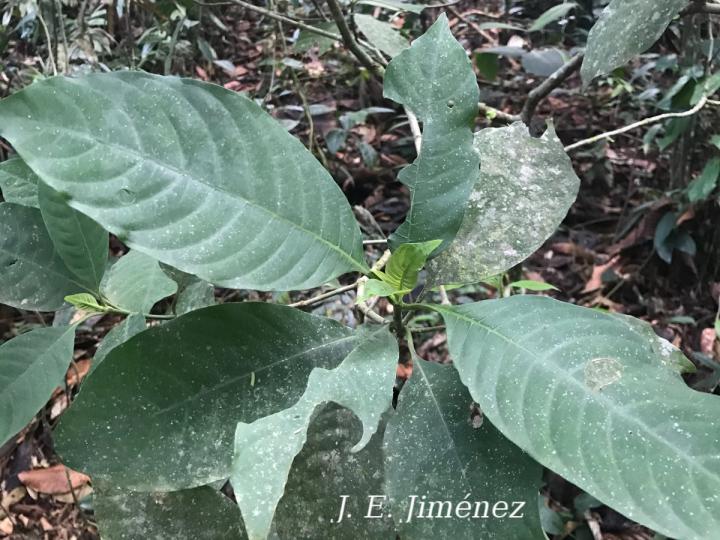 Palicourea sp_1S