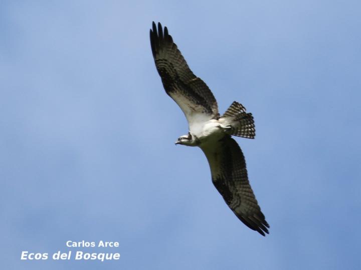 Pandion haliaetus
