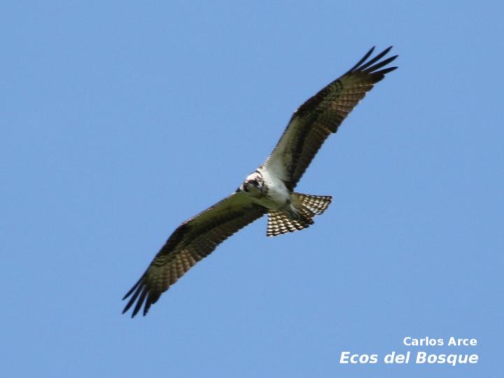 Pandion haliaetus