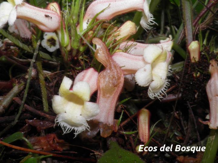 Paradrymonia ciliosa