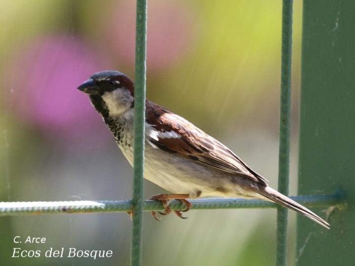 Passer domesticus