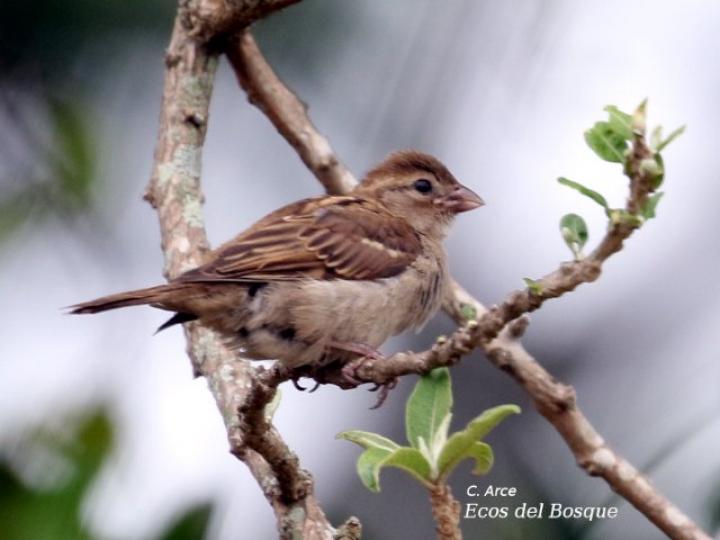 Passer domesticus