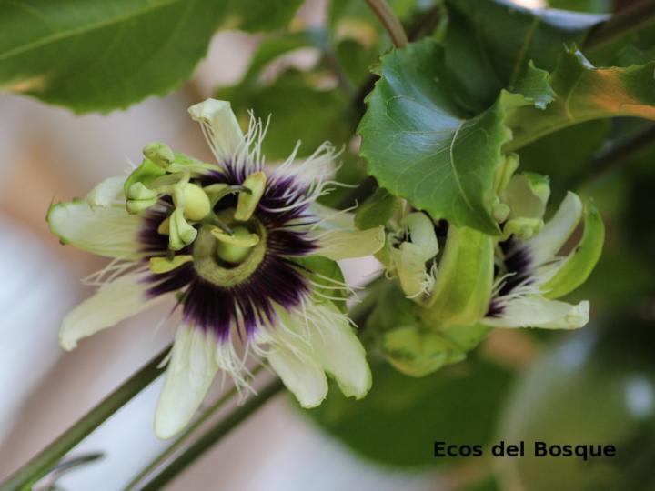 Passiflora edulis