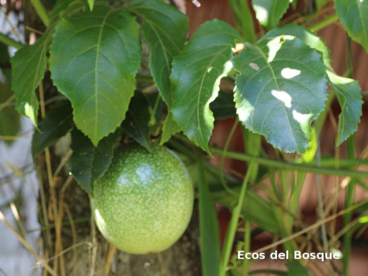 Passiflora edulis