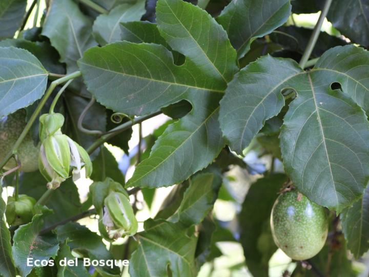 Passiflora edulis