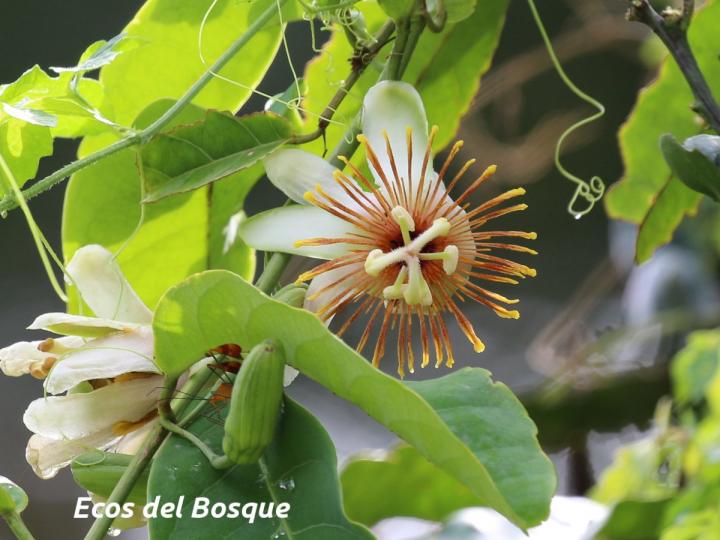 Passiflora pittieri