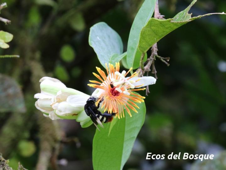 Passiflora pittieri
