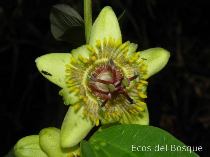 Passiflora lancearia