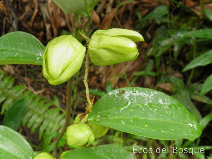 Passiflora lancearia