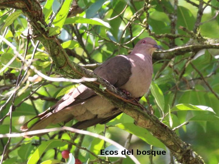 Patagioenas nigrirostris