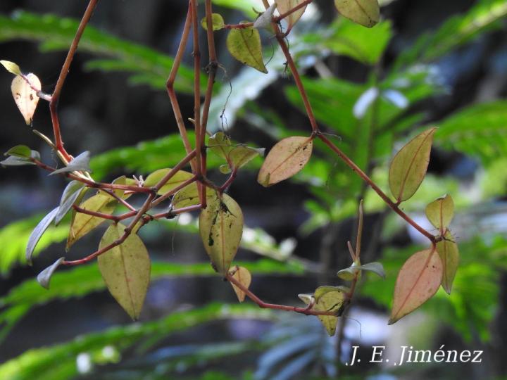 Peperomia glabella
