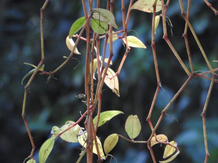 Peperomia glabella