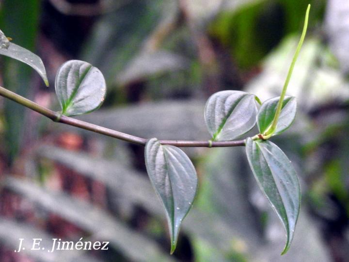Peperomia portobellensis
