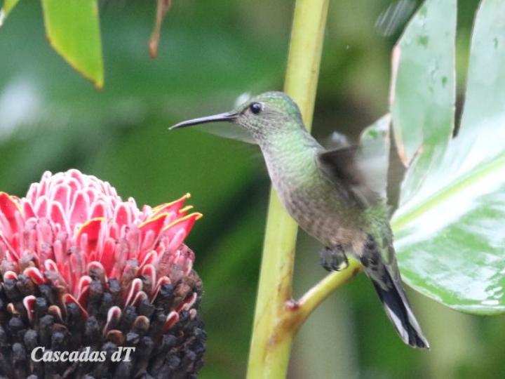 Phaeochroa cuvierii (Colibrí  pechiescamado)
