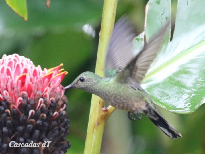 Phaeochroa cuvierii (Colibrí  pechiescamado)