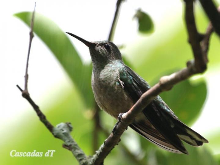 Phaeochroa cuvierii (Colibrí  pechiescamado)