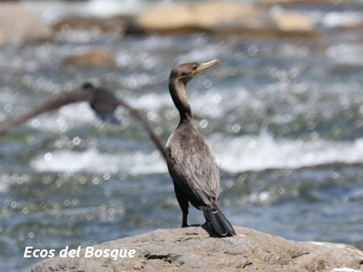 Phalacrocorax brasilianus