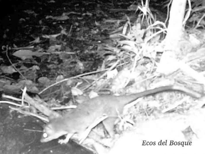 Philander opossum