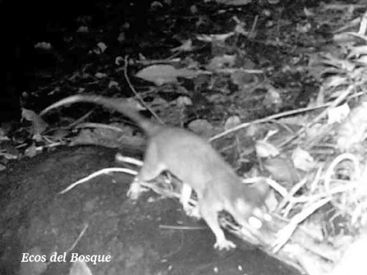 Philander opossum