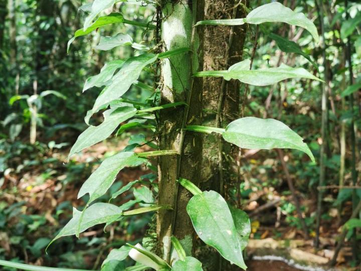 Philodendron aurantiifolium