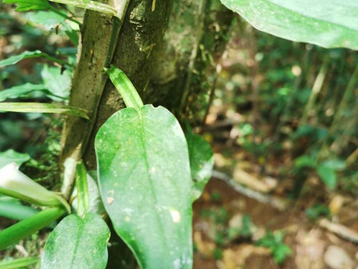 Philodendron aurantiifolium