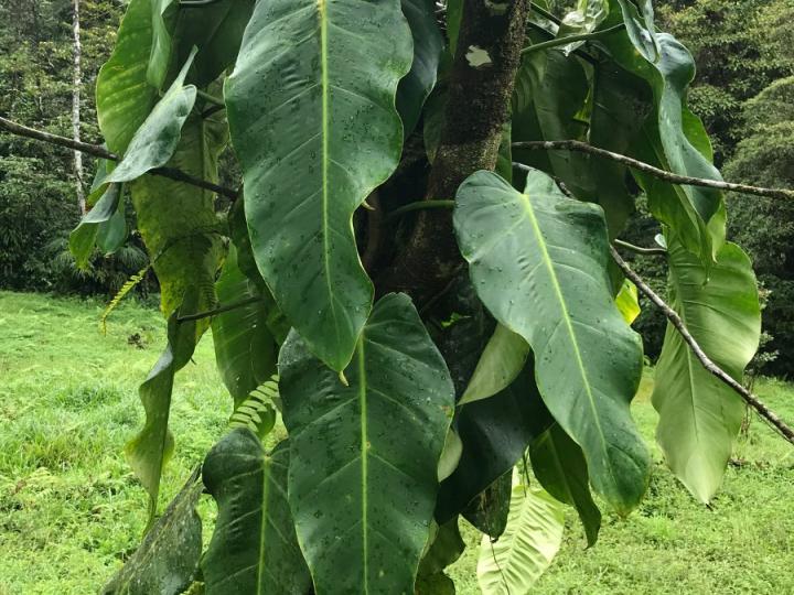 Philodendron brenesii