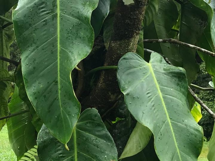 Philodendron brenesii