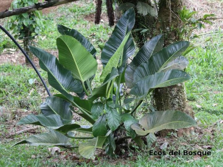 Philodendron davidsonii