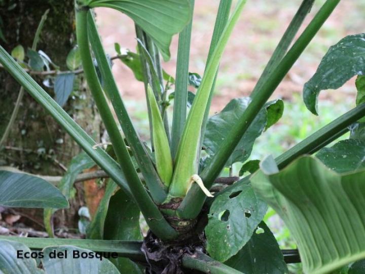 Philodendron davidsonii
