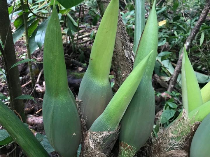 Philodendron dodsonii