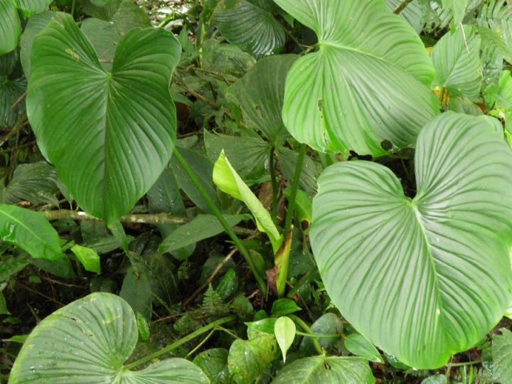 Philodendron grandipes