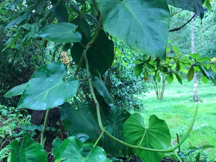 Philodendron hederaceum