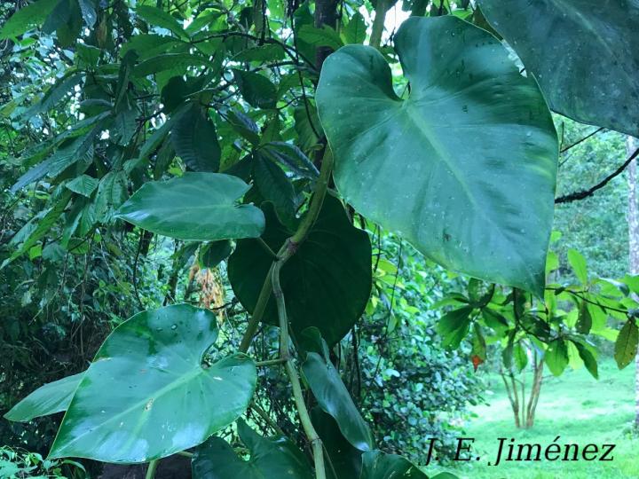 Philodendron hederaceum