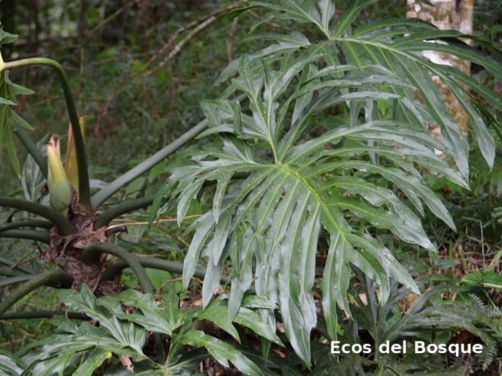 Philodendron radiatum