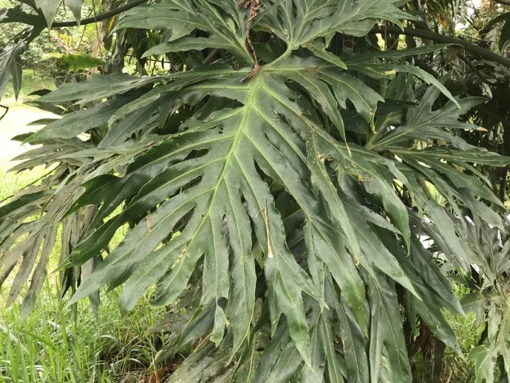 Philodendron radiatum