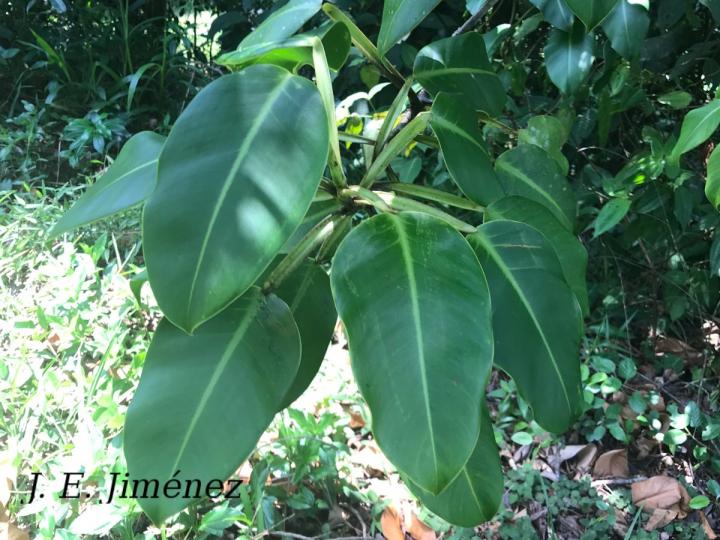Philodendron rigidifolium
