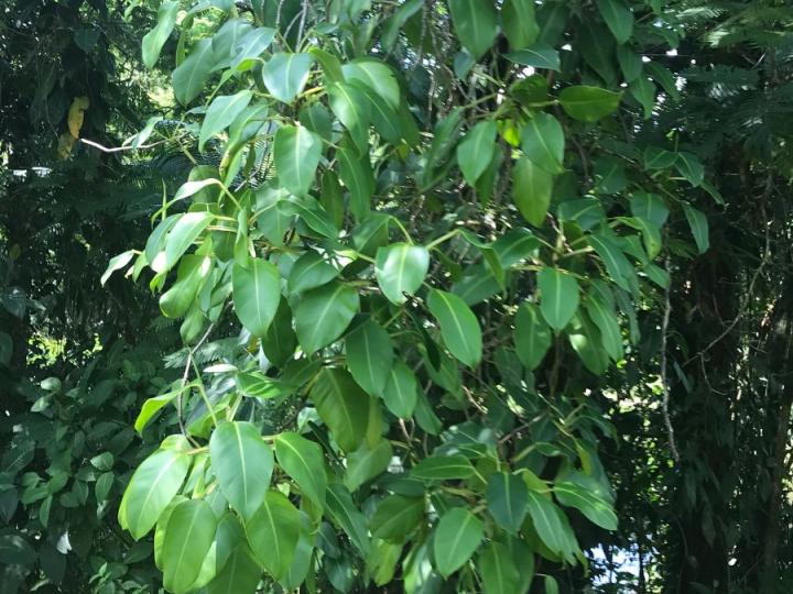 Philodendron rigidifolium