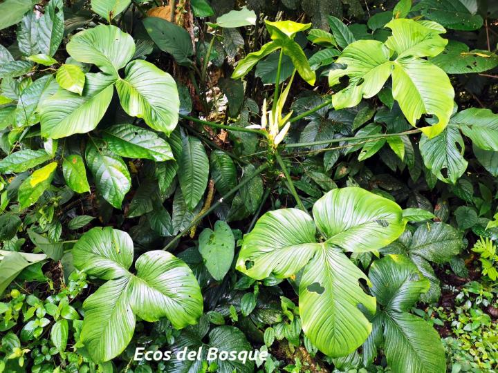 Philodendron rothschuhianum