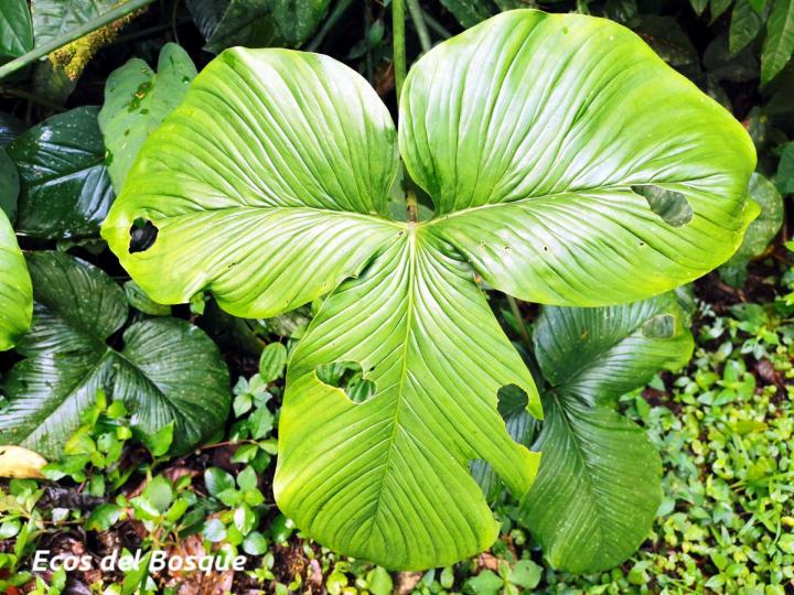 Philodendron rothschuhianum