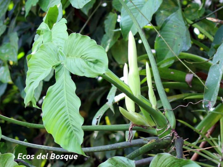 Philodendron rothschuhianum