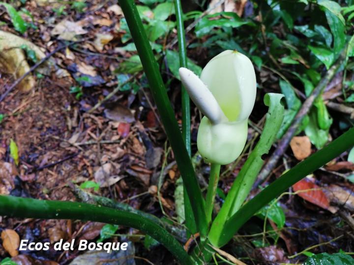 Philodendron rothschuhianum