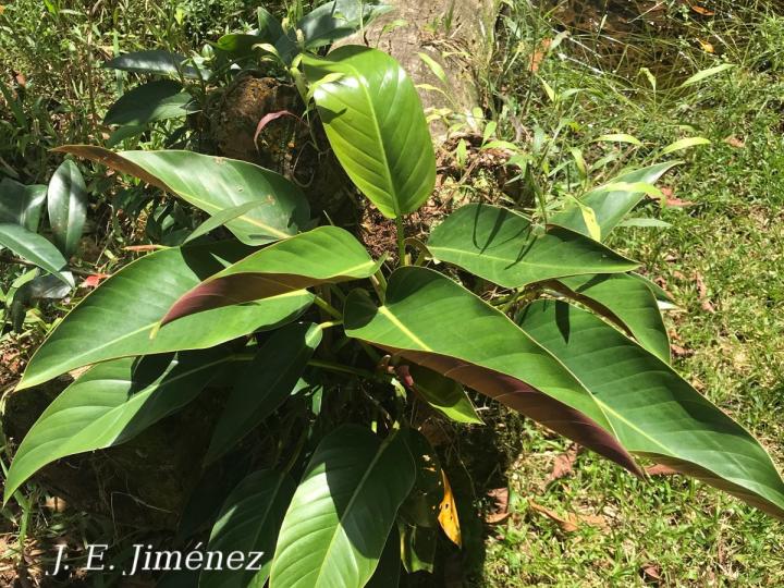 Philodendron sp_1S